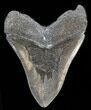 Large Fossil Megalodon Tooth - South Carolina #38680-2